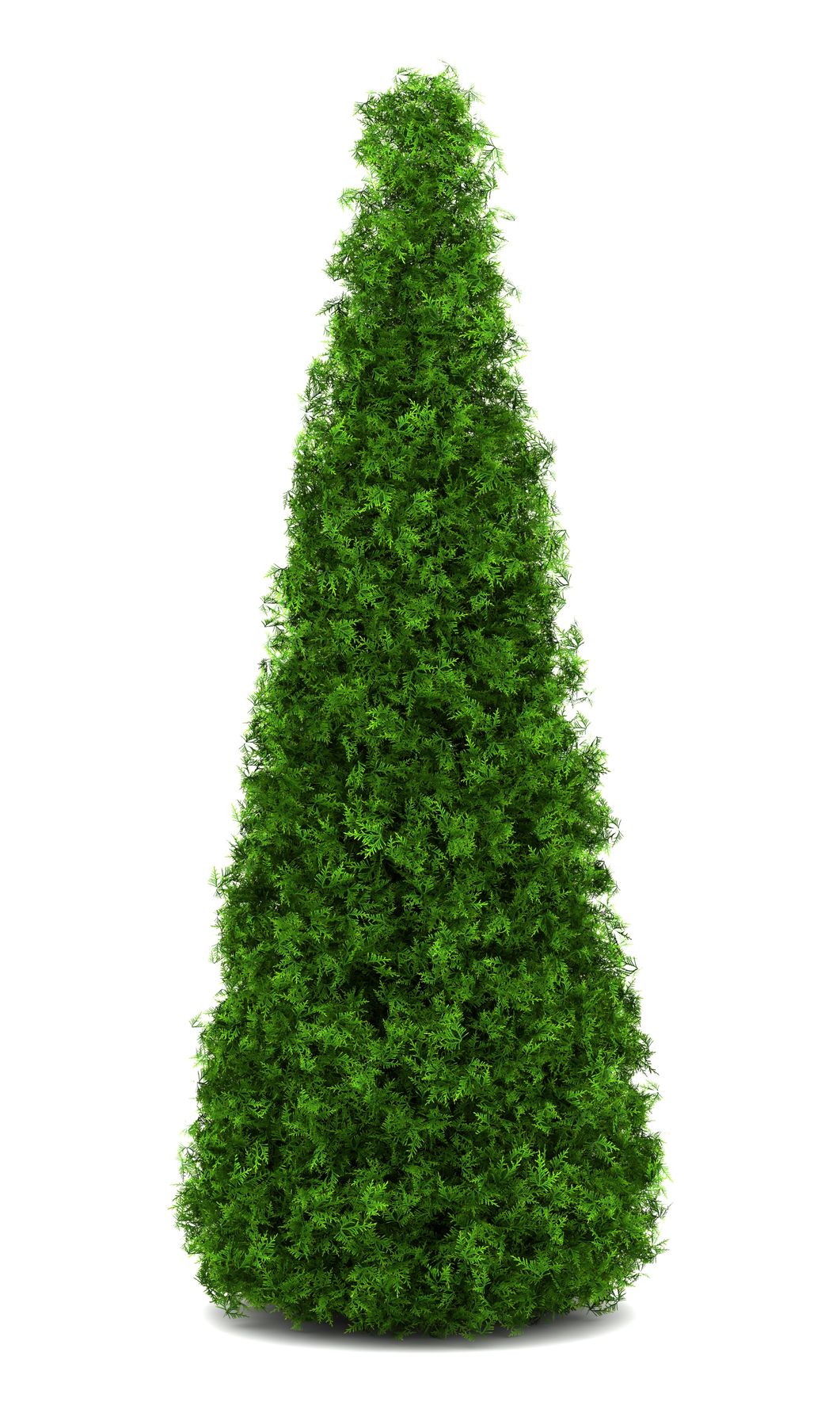 JPR Terrassement, Paysagiste à Québec, paysagiste, Québec, plante, cèdre, arbre, nature